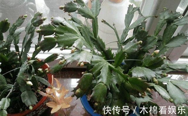 蟹爪兰叶子又薄又暗，坚持1个月，9月开始长出“硬朗叶”，太密了