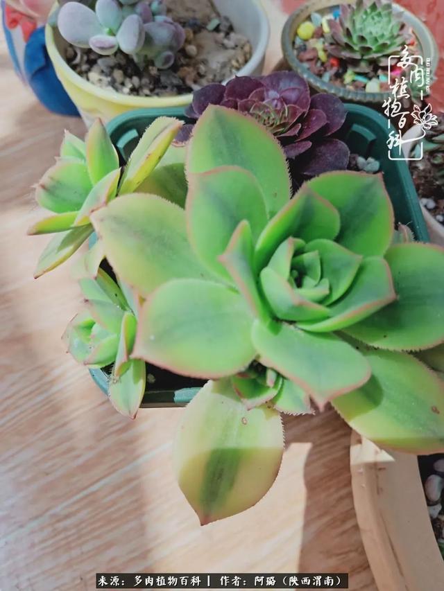 这些年养的那些多肉！附靠谱的多肉度夏小技巧！