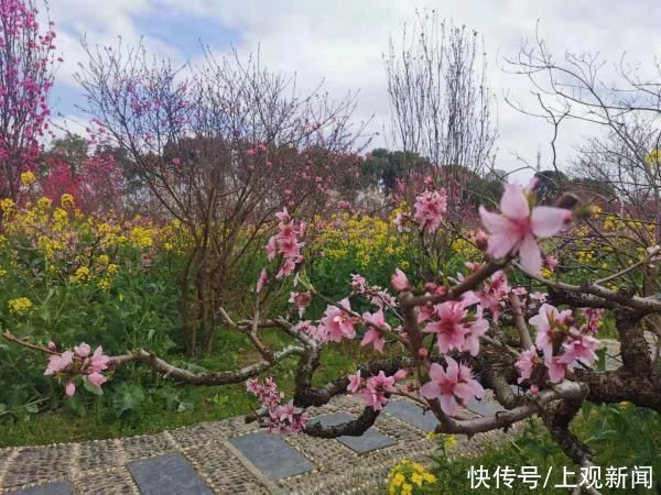 时隔一年，上海桃花节再次开幕，5大名镇推出5条精品线路