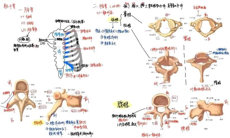  笔记|频频登上热搜的中南大学学霸笔记，到底是什么神仙存在？