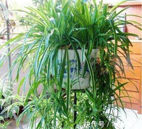 养花有“二宝”,什么花草都能养,用了后叶子油绿狂开花!