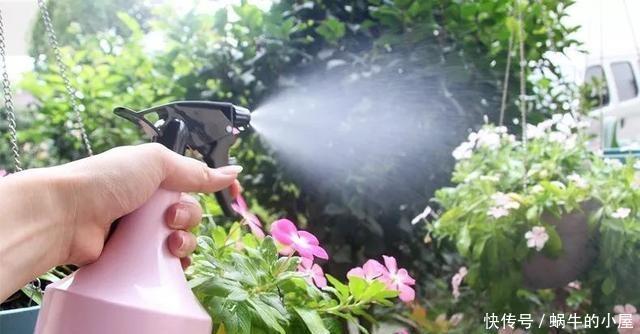 烂根|夏天养花，就怕乱浇水，越浇死得越快，酷夏浇花技巧，要记牢