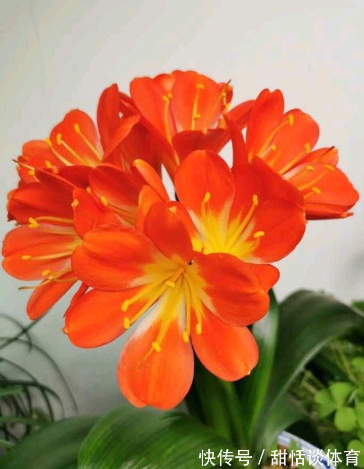 5种“养人花”，你养着它，它也养着你，家里空气清新，人健康