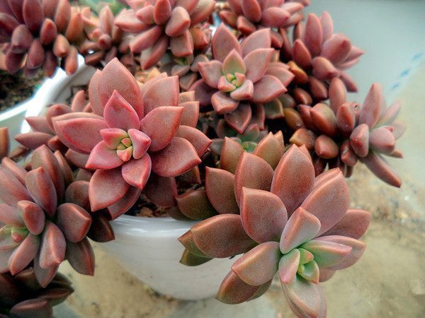 别再养绿萝吊兰了,此花漂亮又好养,扔土里就能活,花开数月不谢