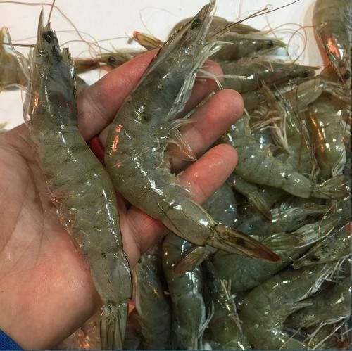 过年买虾，只看弯不弯就错了，记住这“4点”，都能买到新鲜大虾
