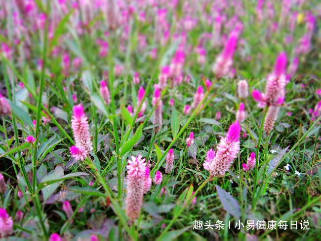 野鸡冠花|路边无人问津的野草，清肝明目，头不昏了，眼不花了，你认识吗