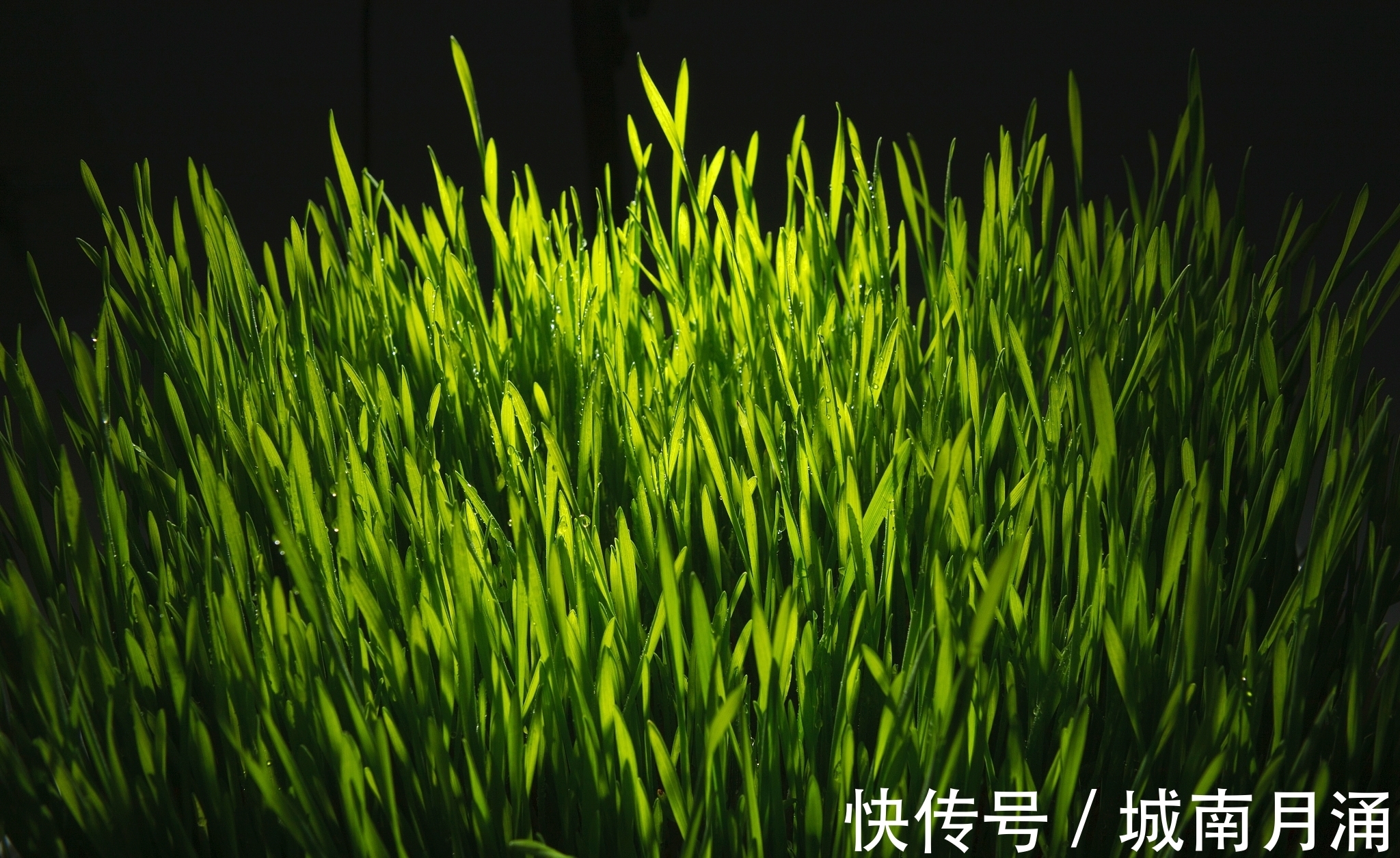 城墙&唯美秋草古诗词六首:年年陌上生秋草,日日楼中到夕阳