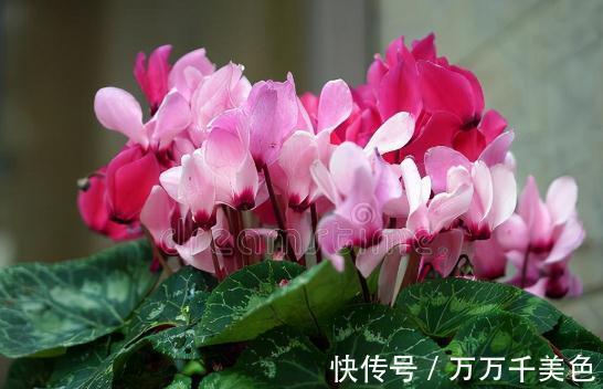 花盆越小开花越好的“皮实”花，塞进小花盆里，好养又好看