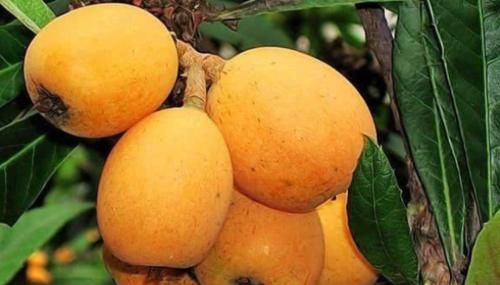 冬养肾|秋季进补,常吃三种食物,每天不重样、健康滋补家人爱吃