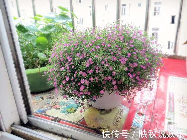 丝石竹|此盆栽漂亮又好养，扔进土里就能活，阳台养一株，年年开花爆盆