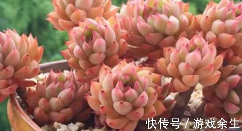 多肉莎莎女王,女雏和劳尔,好养殖易度夏,秋冬出状态粉嘟嘟的