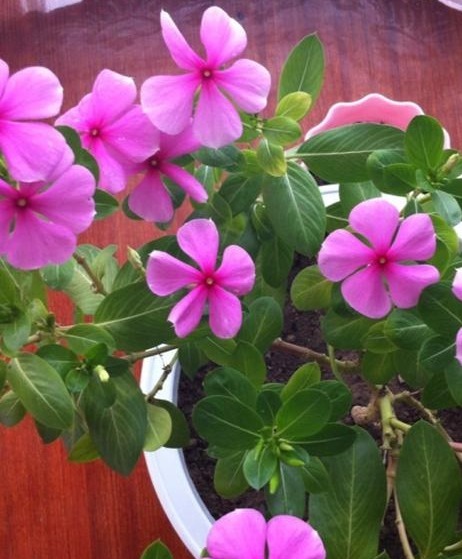 长春花|别再养那些“烂大街”的盆栽啦！选3种“花”，好养易开花！