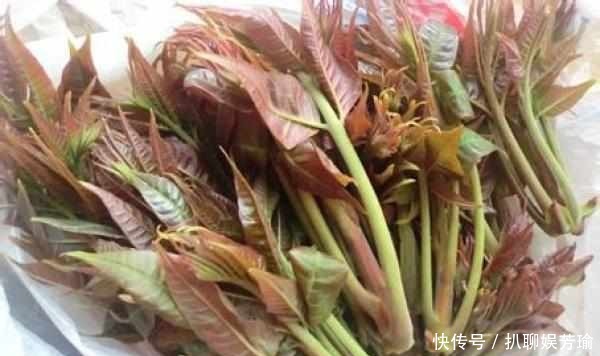 农村这五种野菜,作用真大,城市里面买不到