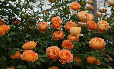 长势|4种藤本月季，长势旺花量大，养两年开出花墙，适合新手