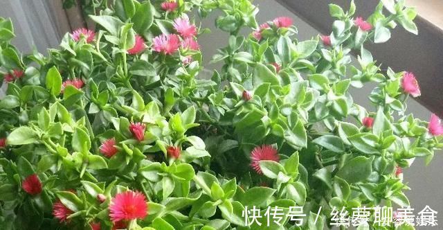 养护|夏天“最适合”扦插3种花，10天生根，养2个月就能变“花海”