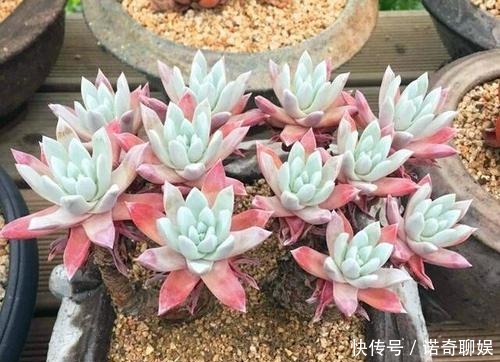 多肉达人给你推荐几款多肉,便宜好养容易出状态,适合新手!