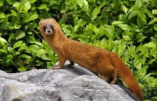 石大壮@故事书生坟地临摹碑文,惹怒黄鼠狼,遭到疯狂报复