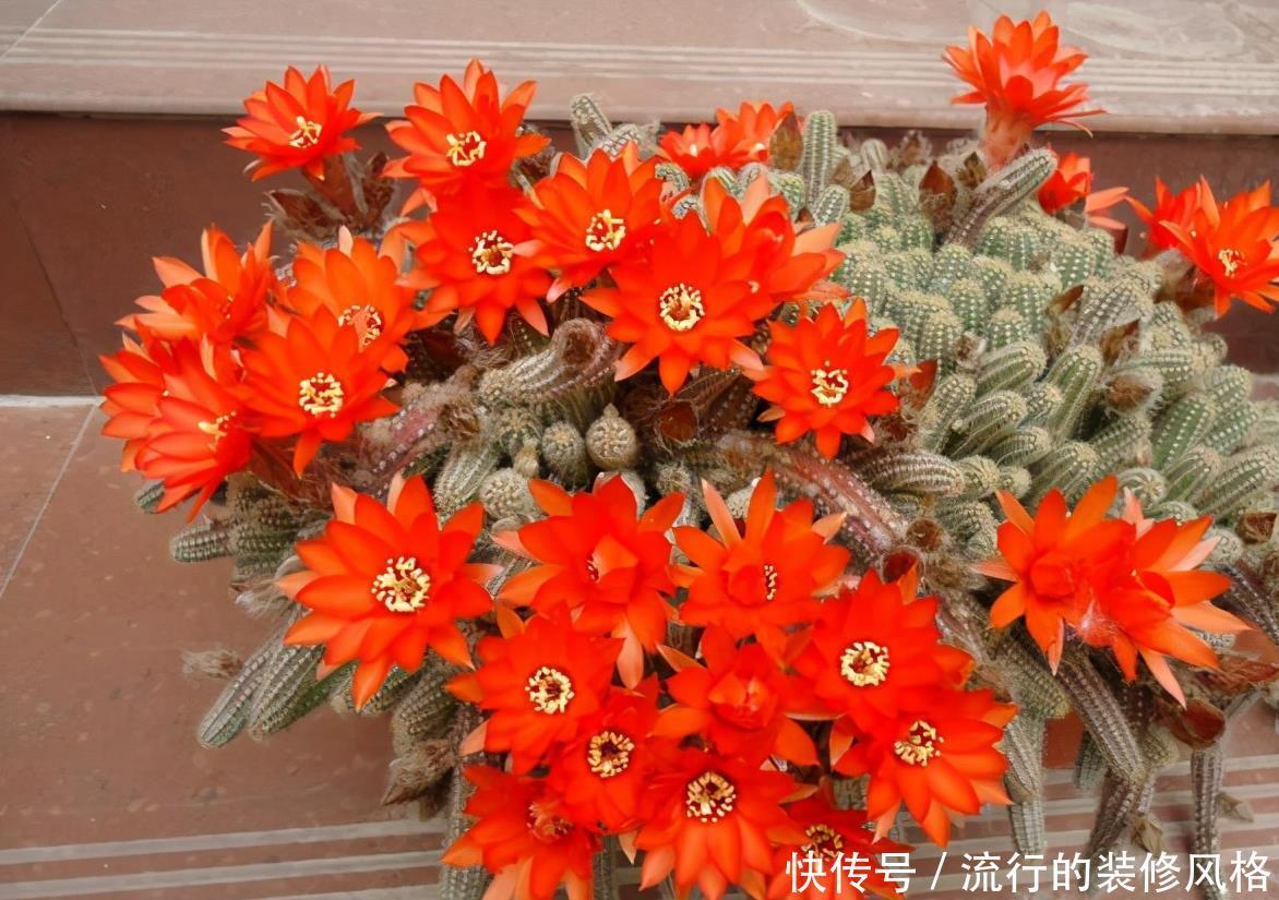 仙人掌科|仙人掌“大毛虫”,冬天冻通红,春天“精致”满头,开眼了
