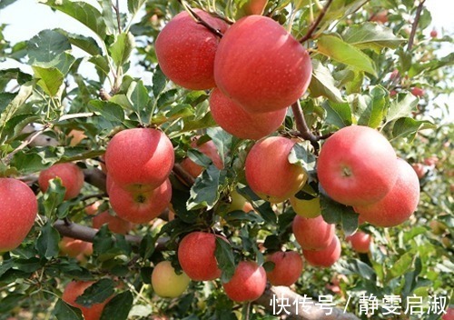 营养专家|晚上吃苹果,对健康是利是弊很多人分不清,营养专家告诉你答案