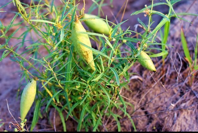 树脂|儿时常吃的野果,竟然含有橡胶、树脂,是重要的工业原料