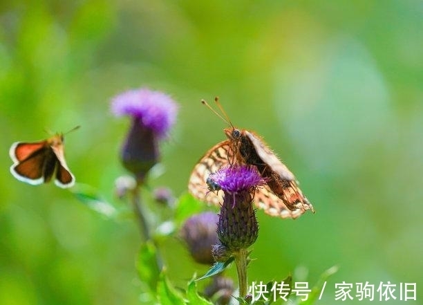 良机|12月内，历尽风雨，为爱断肠，喜得良机，破冰和好，花好月圆