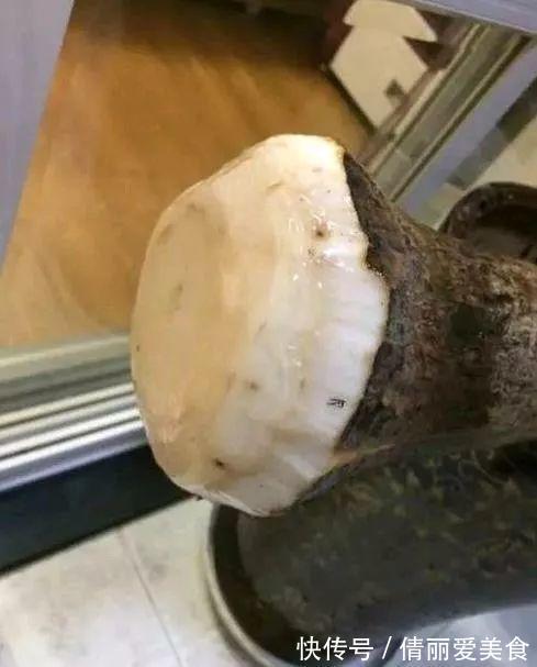 出门最容易“捡到”的5种花,拿回家剪几刀,不花钱成好看盆栽