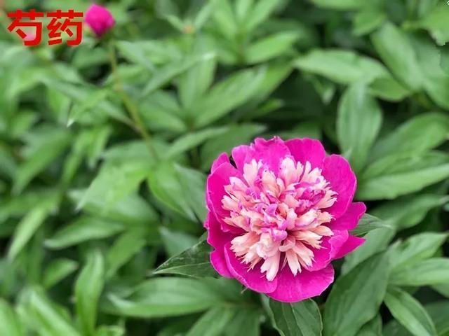 喜欢牡丹花，却一不小心买到芍药！附牡丹花品种图鉴大全