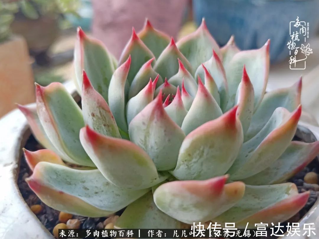 养肉路上,累并快乐着!时光不语,静待花开!