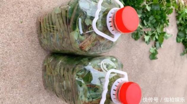 吃不完的香菜只知道放冰箱老菜农教你1招,放一冬天也新鲜