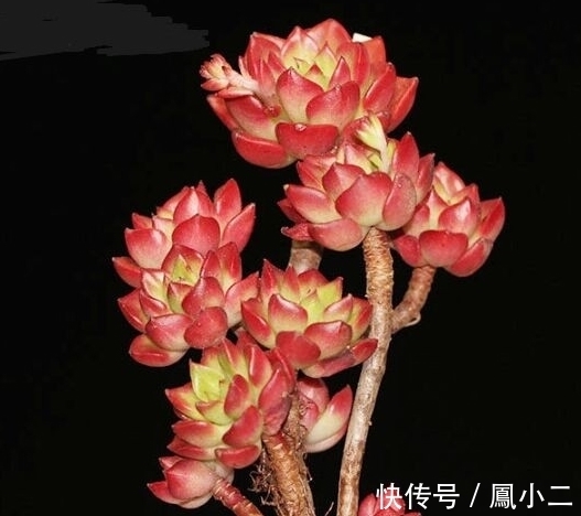 黑腐|天冷养多肉有7怕,做好7件事多肉不黑腐冻伤安全越冬