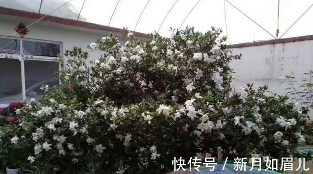 花卉|4种“富贵花”能活一百年，家里养一盆，留给下一代，越来越值钱