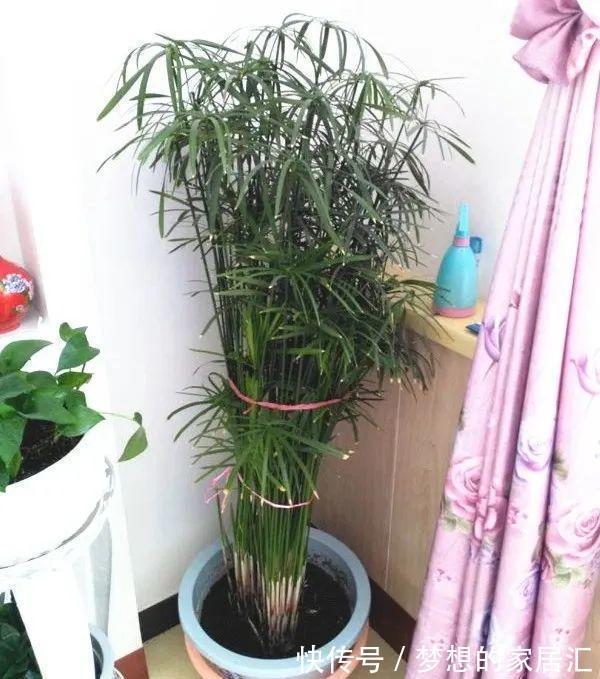 10种花太能喝水，一天一瓢水，7天爆满缸