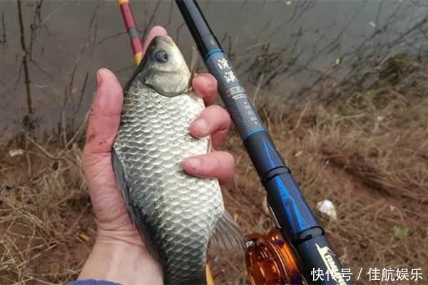 野钓|搞明白什么是大鲫压底,小鲫钓浮,野钓鲫鱼,也能比别人多钓几斤