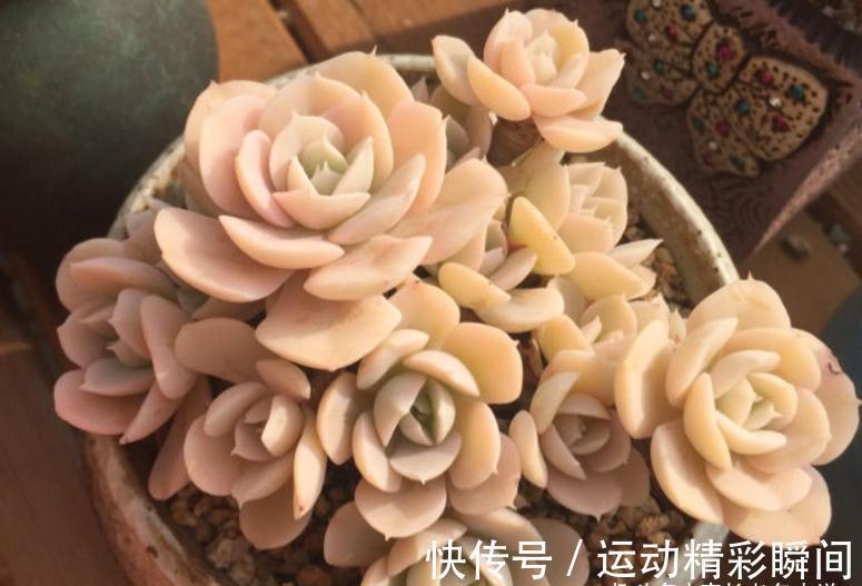 多肉圣卡洛斯,藏在鲁氏石莲背后的幽灵——粗看一样,细看却不同