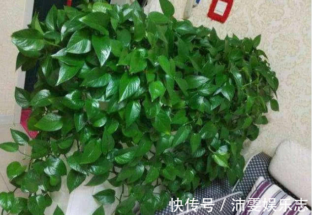 养绿萝、君子兰，学会1招，叶片油绿，新芽噌噌冒，花开多又艳！