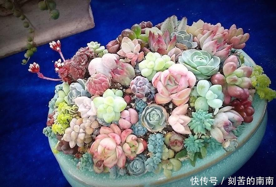 如何养好“多肉”免费教你一招“多肉”养殖技术