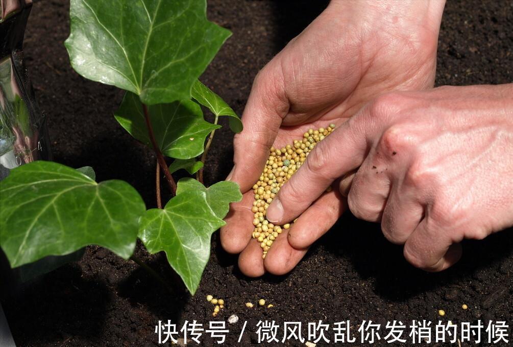 光照|阳台养花“6大错”，错了一个就黄叶，都占了就是“养花杀手”