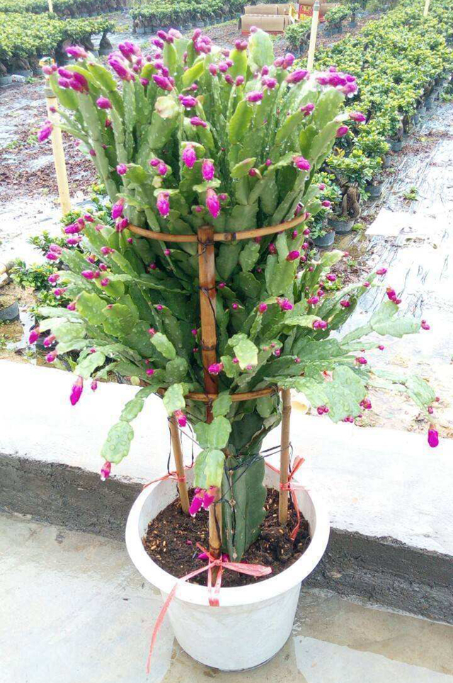 养花高手用这3招，蟹爪兰不烂根，不干瘪，叶硬花艳长成瀑布