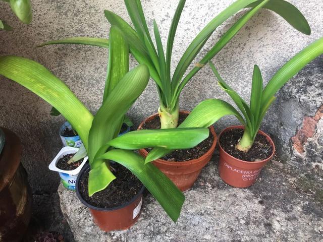 雨水|10种不能淋雨的花,淋完雨就死,盆栽养花注意事项