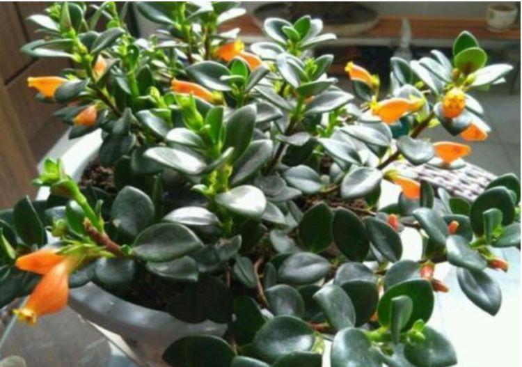 喜欢养花，不如试试这些花朵，花开美艳，沾土即活，枝繁叶茂花美