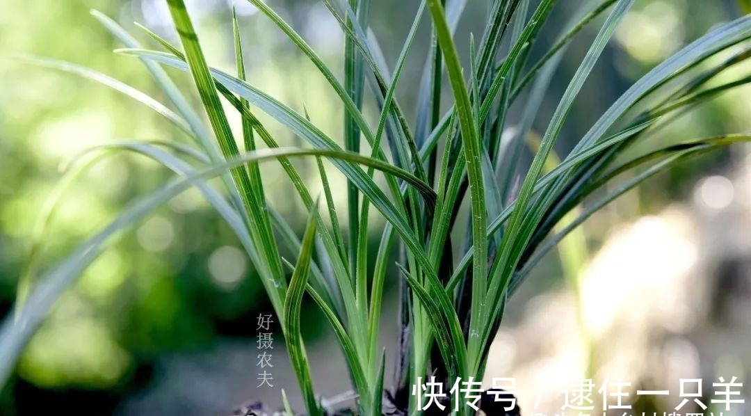 什么叫兰花服盆?兰友:这么说就明白了