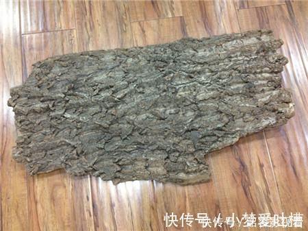 虎皮兰|“生根剂”不用买,路边捡“1块它”,往花盆里放,30天冒白根!