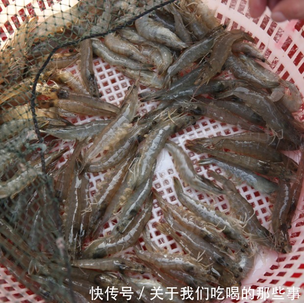 商贩|市场上的5种虾,被列为“问题虾”,很多人爱买,牢记3点避免被坑