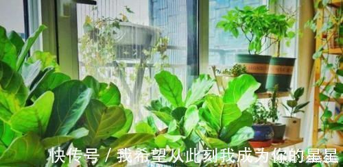 阳台上|家中存在2类花要趁早搬离,它们对健康无益,放到室内弊端多