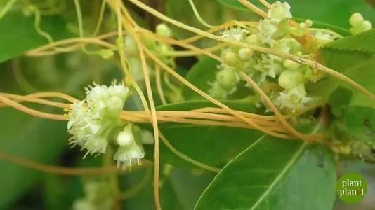 茯苓|唯一治疗脱发白发的中成药,药圣百年秘方,让脱发白发一去不复返