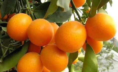 排毒|想长寿得会吃,以下食物每天换着吃,能够美容养颜,排毒抗衰!