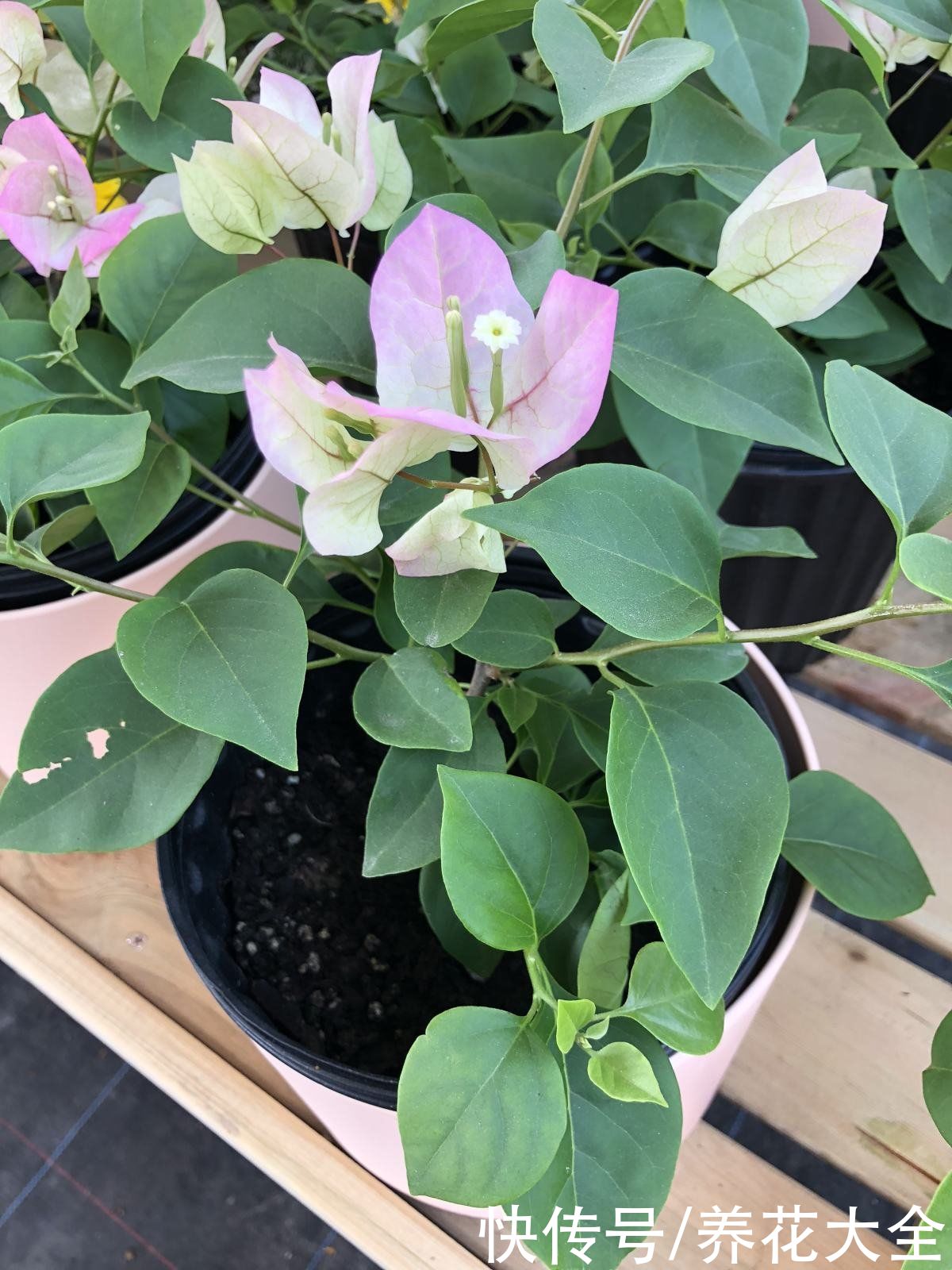 花友们|三角梅买来不会养,“5步法”教你养护,变成“别人家的三角梅”