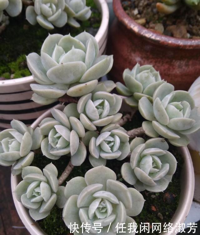 养多肉,不讲究,风风雨雨,依然安好