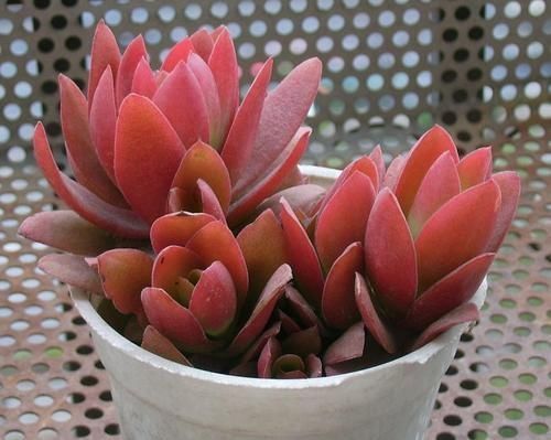 多肉植物|3种漂亮多肉,耐热又耐晒,夏天长得更好看,姿态各异惹人爱