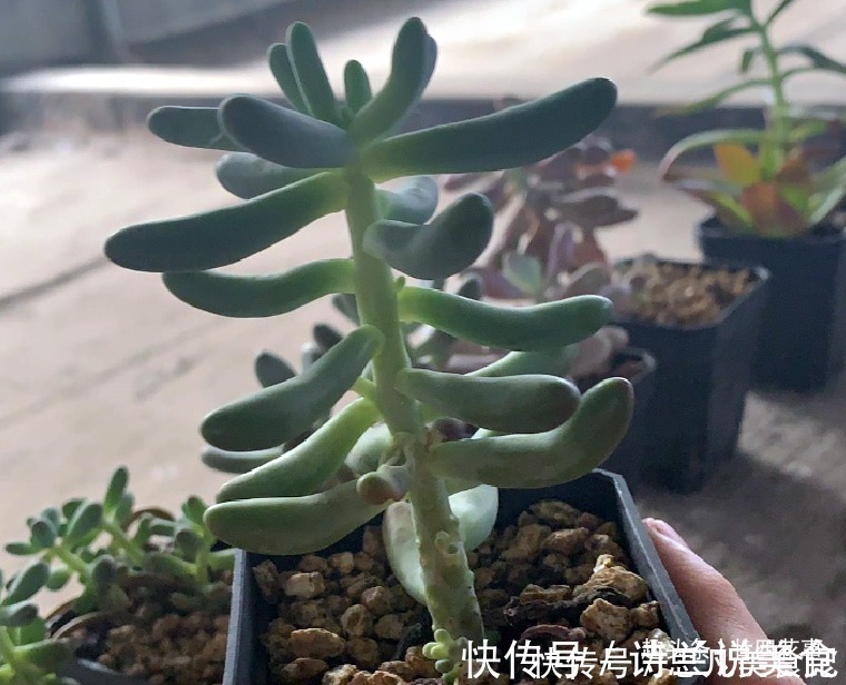 大花球|6种花,长高就“变丑”,株型低矮才“漂亮”,要舍得剪!